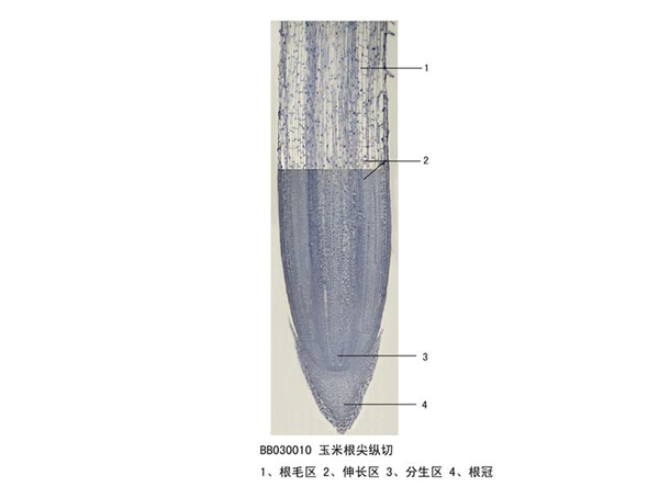 玉米根尖纵切