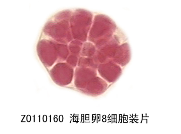 海胆卵8细胞装片
