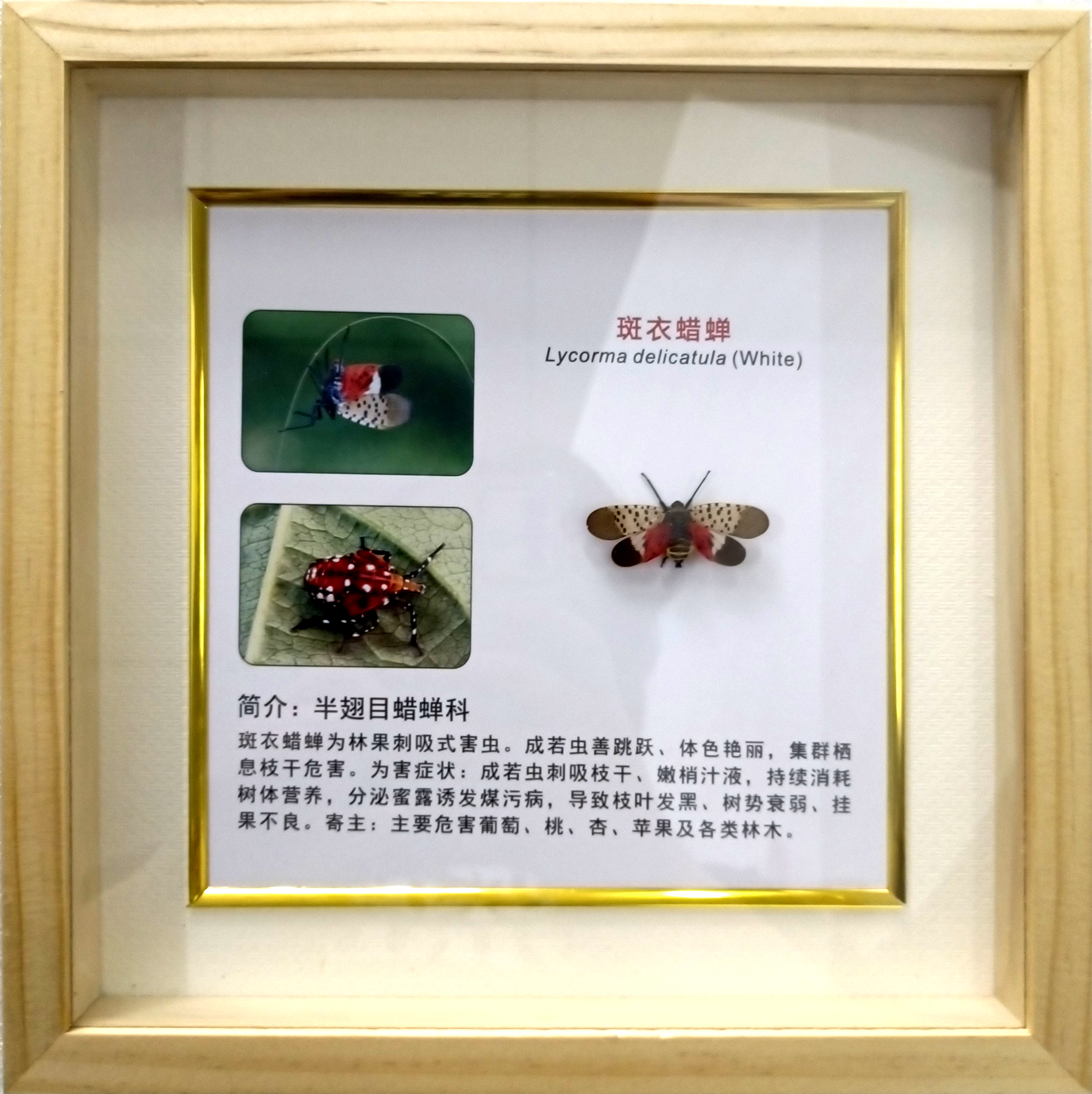 斑衣蜡蝉