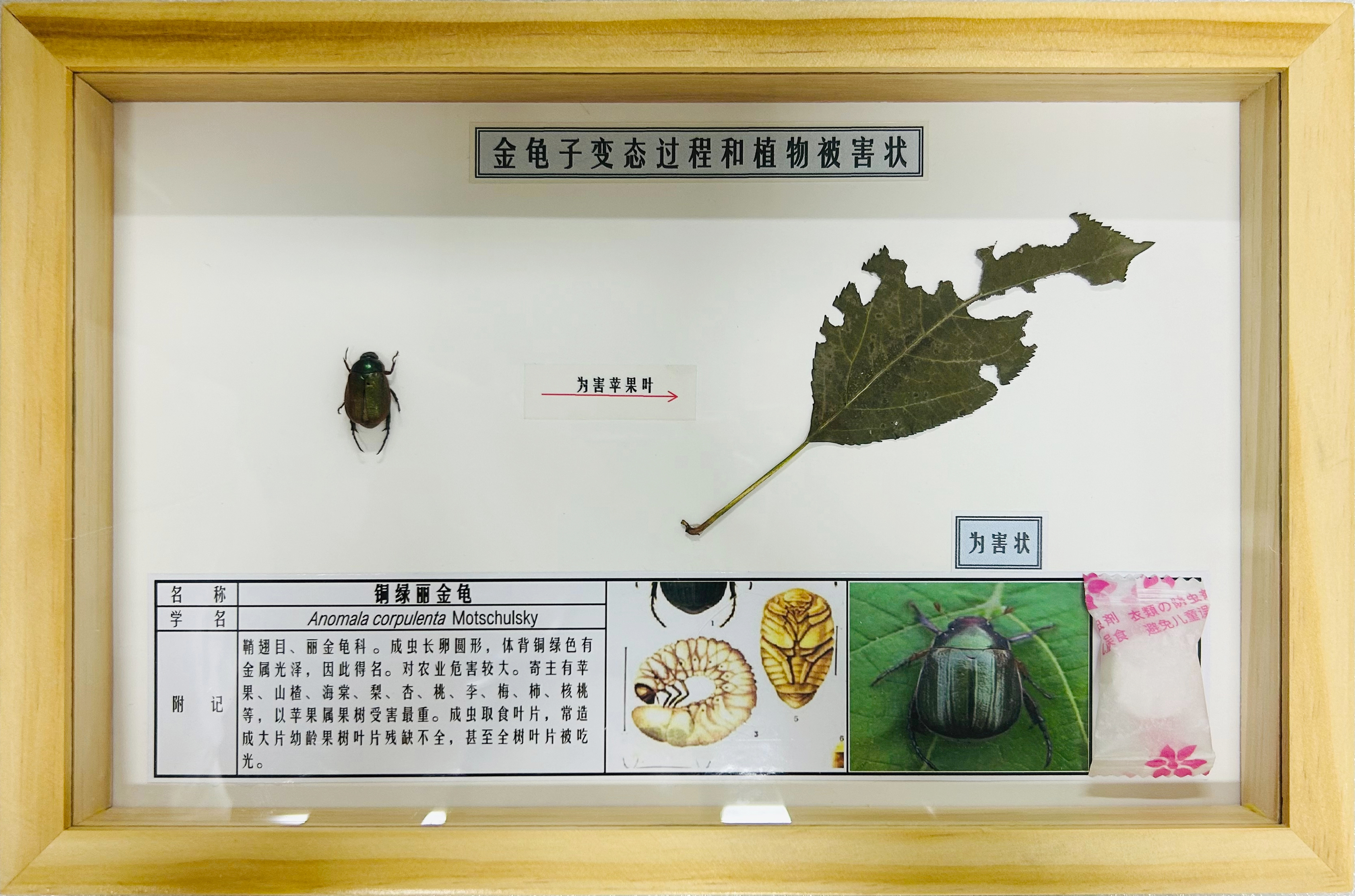 铜绿丽金龟